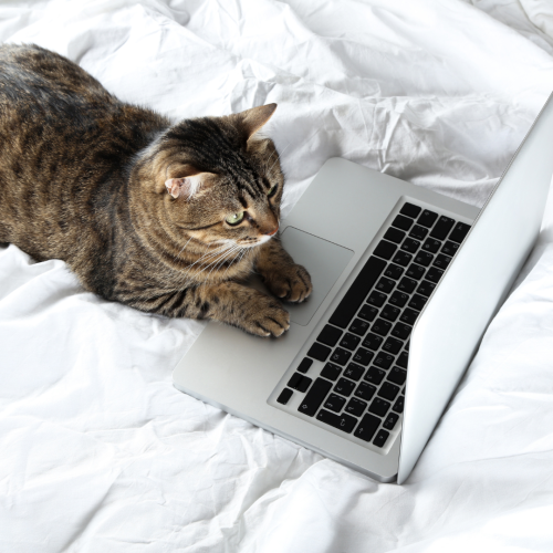 cat laptop The image depicts a tabby cat lying next to an open laptop on a white, crumpled bedsheet.